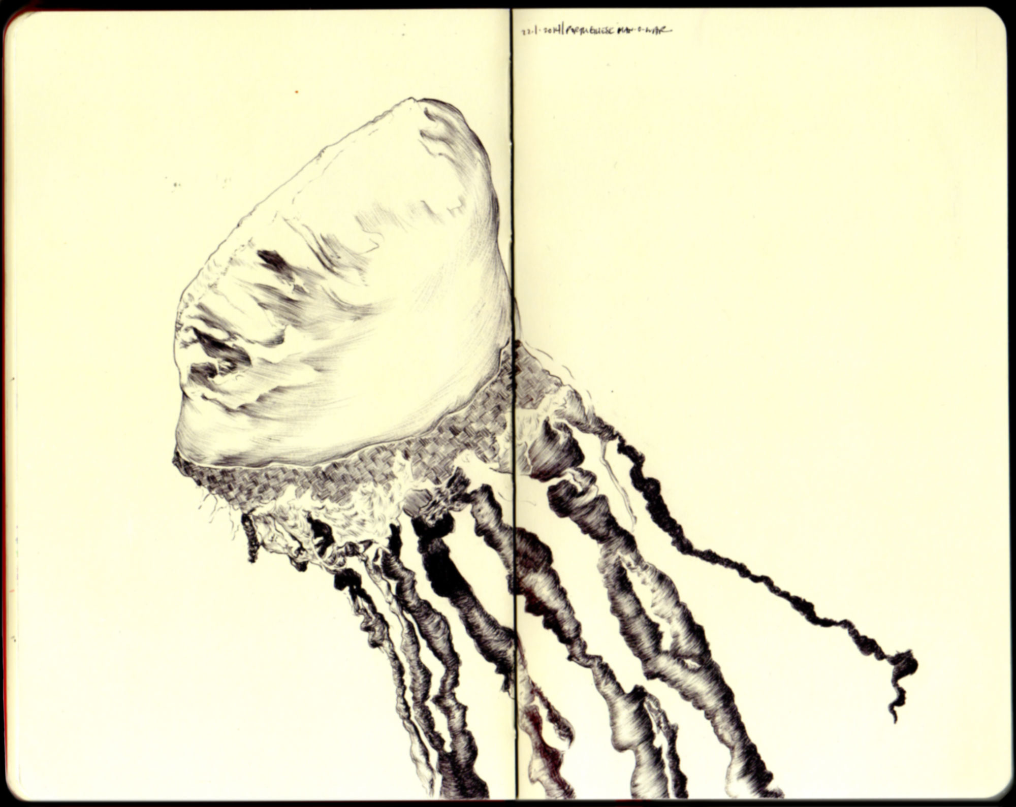 portuguese man-of-war